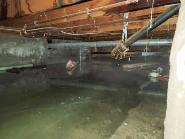 Best Professional water damage repair  in Rushford, MN