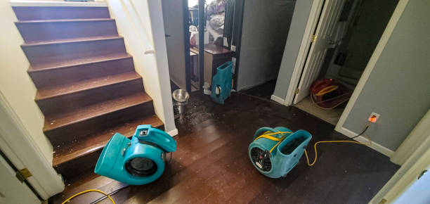Best Carpet water damage restoration  in Rushford, MN