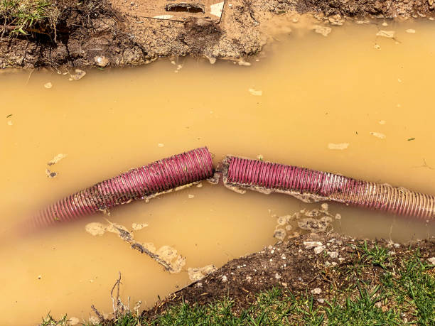 Best Local water damage restoration  in Rushford, MN